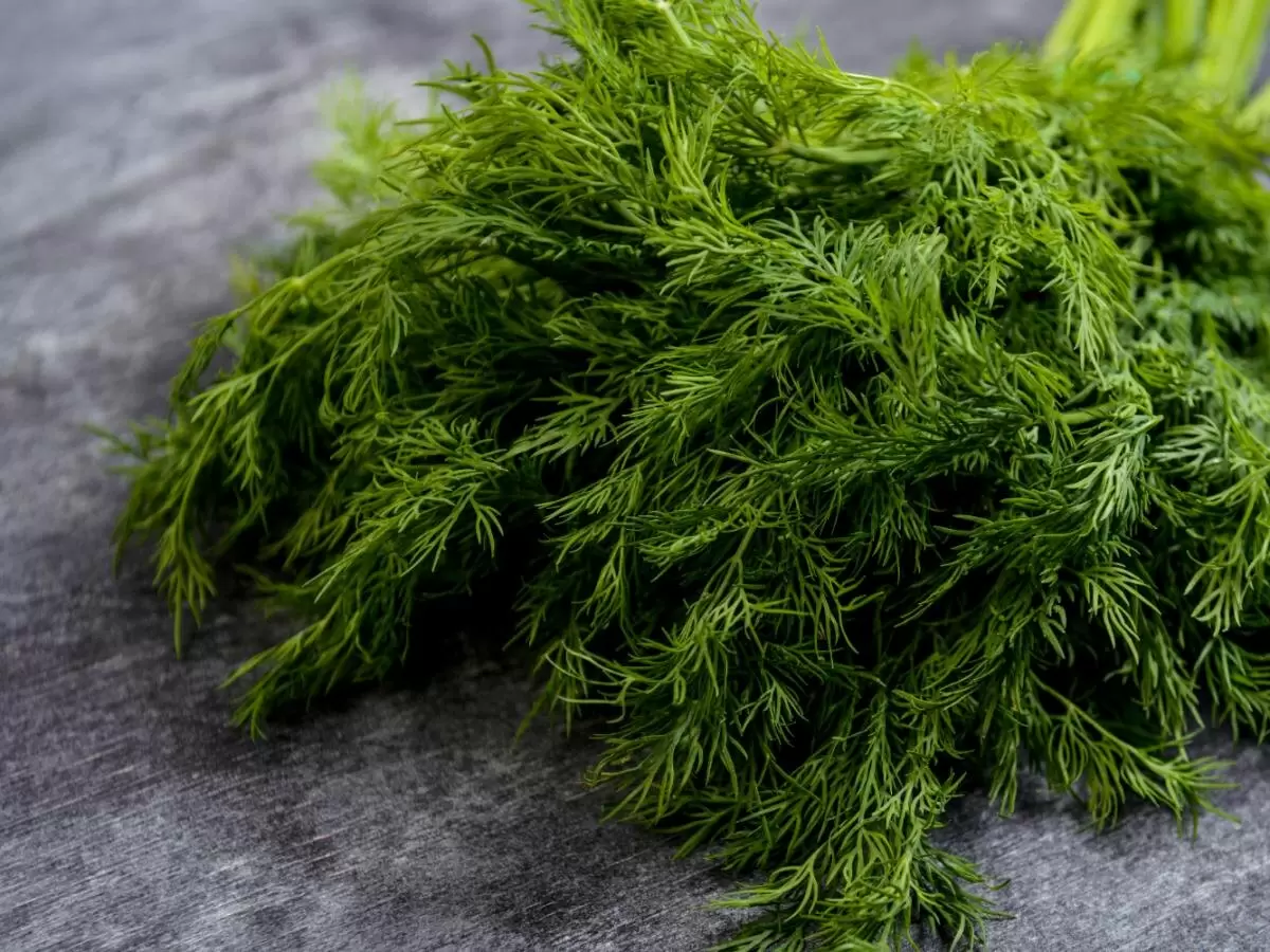 Как подготовить семена укропа: секреты мгновенного прорастания