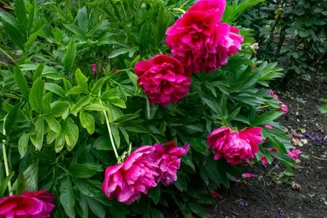 Как спасти многолетники от полегания: советы и секреты садоводов