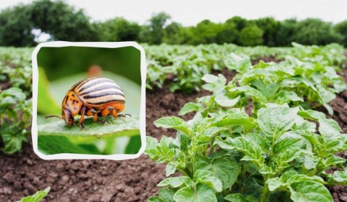 ����������� ������ ��� ���������: ��� ���������� �� ������������ ���� ��� �����