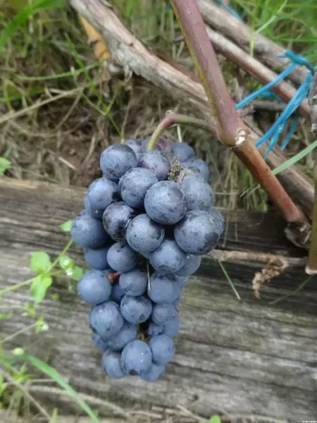 Каберне Кароль: некоронованный король холодных виноградников