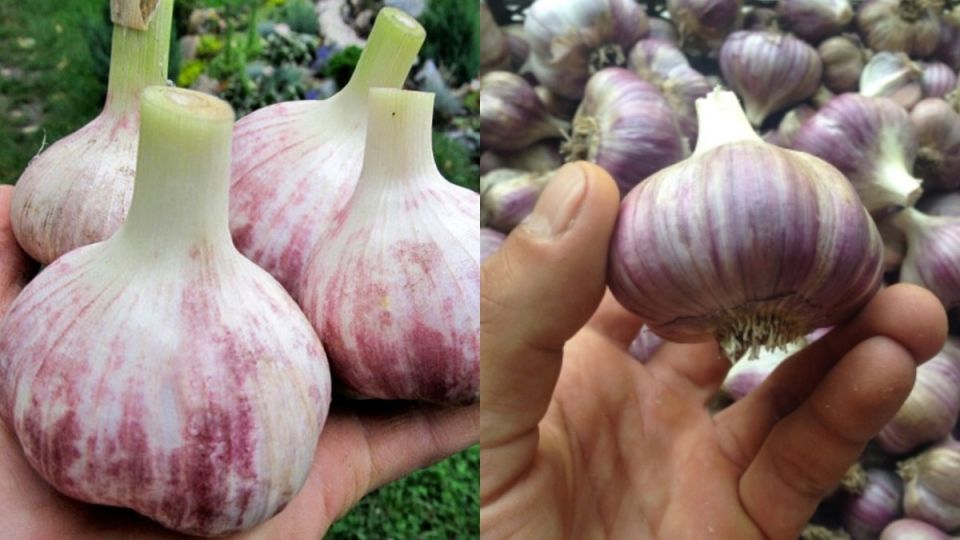 ��� ������� ������� ������ ����������� ������ ������� � ��� ���� ����� �� ��� ���������