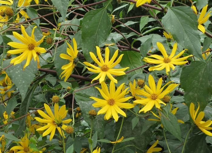 ����������: �����������, ������ � ���������� ������� ������ �����