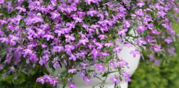 ������� ������������� �����������: 7 ��������� �������� ��� ����������