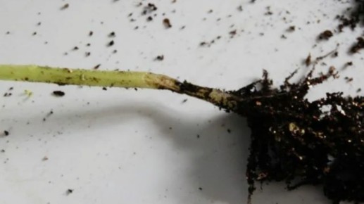 ������� �������� �������: �� ����������� �� ����������� ������� ������