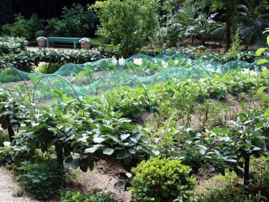 Как растения сообщают о своих потребностях: полезные советы для садоводов