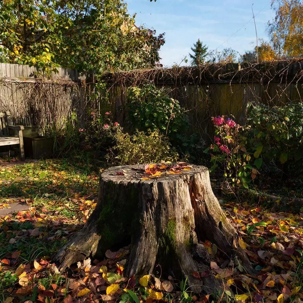 Как уничтожить пни навсегда: три проверенных метода