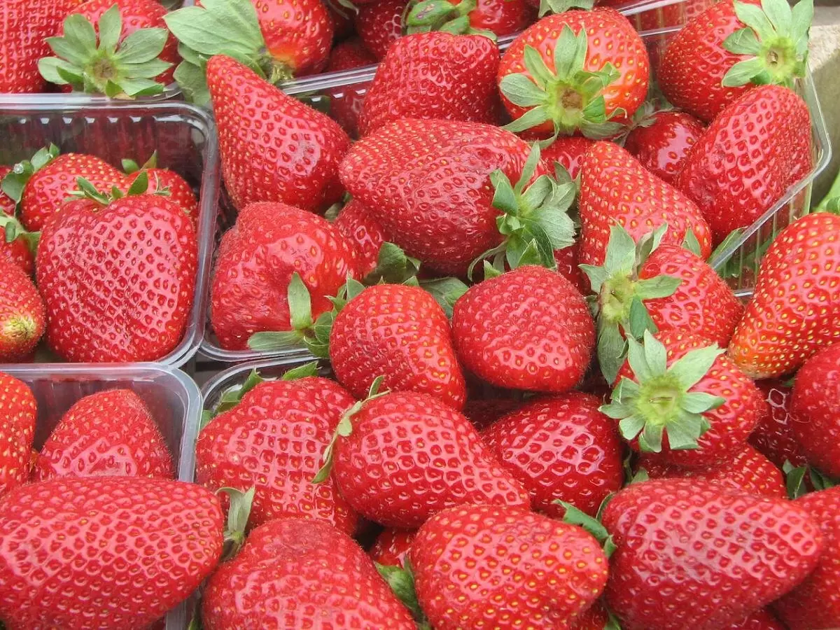 Как правильно подкормить клубнику в апреле для богатого урожая