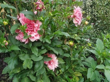 ��� ��������� �������� ��������: ������� ��������� ��������