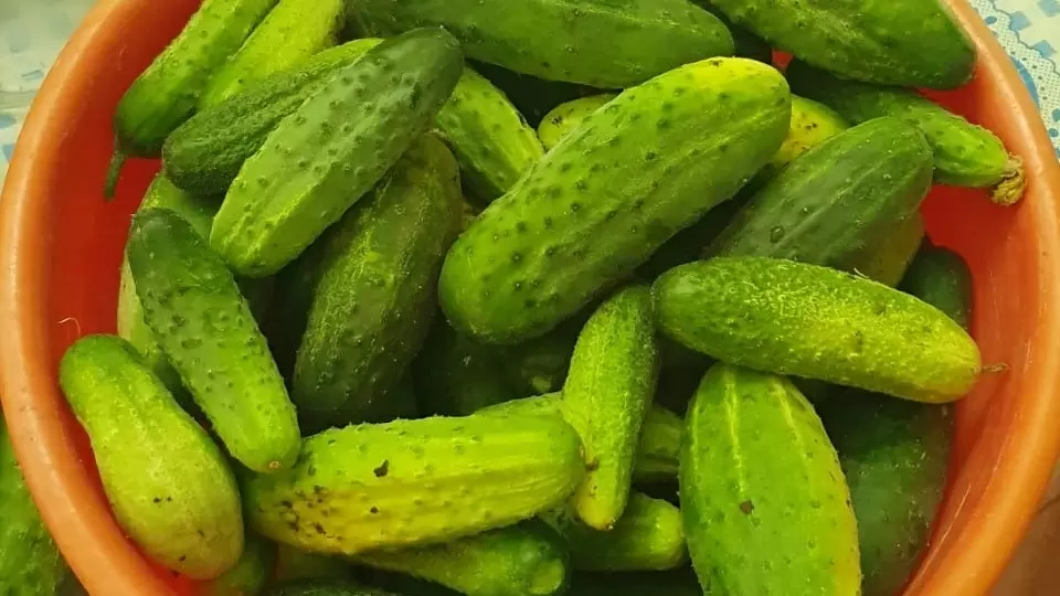 Крепкий урожай: кулинарные секреты холодной засолки огурцов