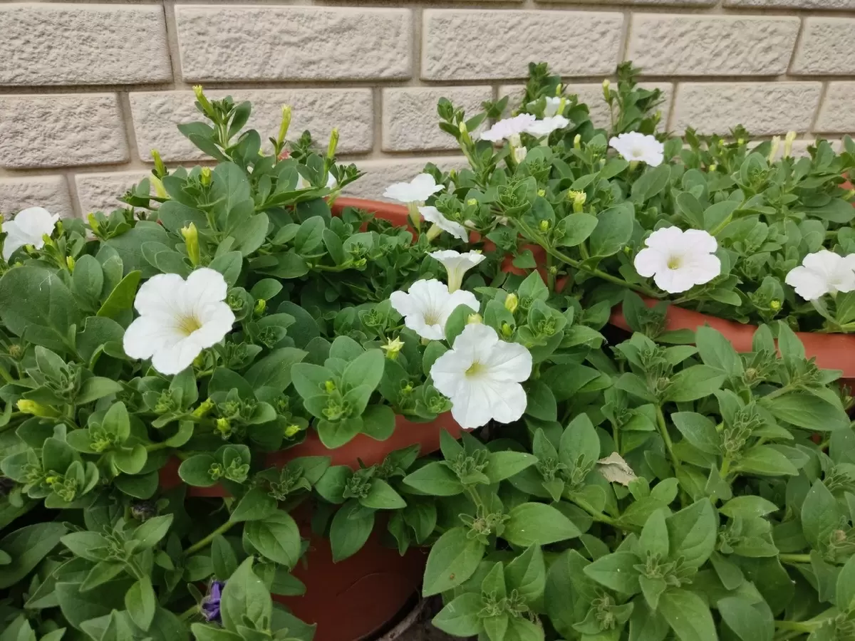 Обрезка растений: загадка выбора между цветением и формой