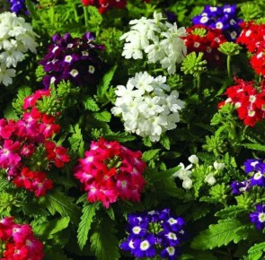 ���� ����� ��������: ��� ����� � �������-������ ��� ������� ��������