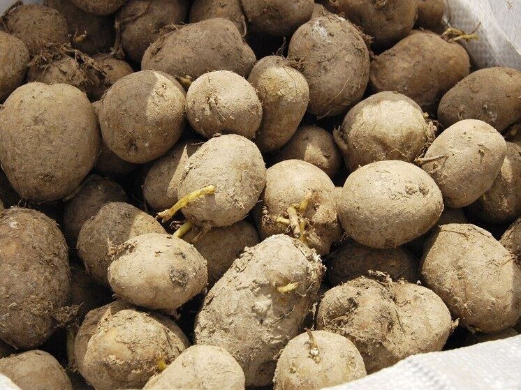 ����������� ������������� ���������