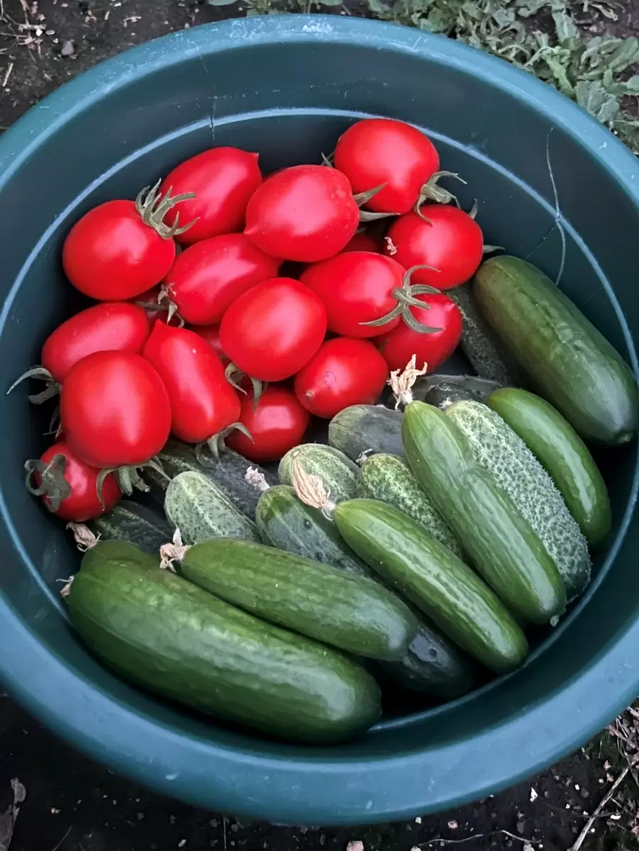 Зачем устанавливать теплицы осенью? Три важных преимущества для дачников