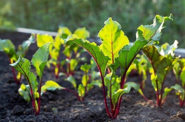 ��� �������� ���������������� ������ ��� ����������� ������