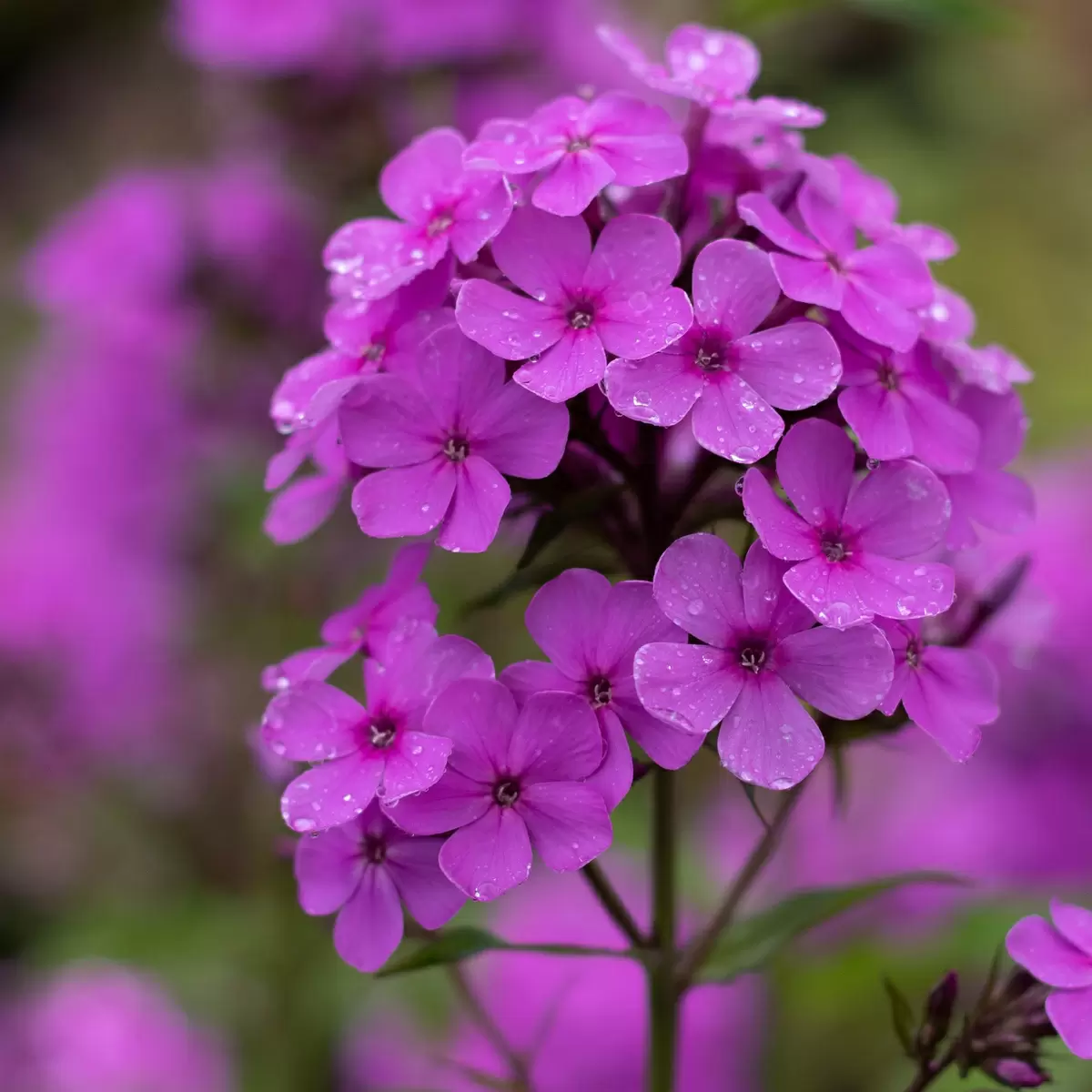 Как правильно обрезать флоксы осенью: советы и рекомендации