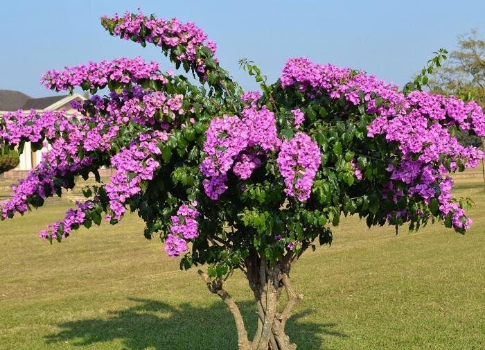 ������� ��������� ����������� �����������