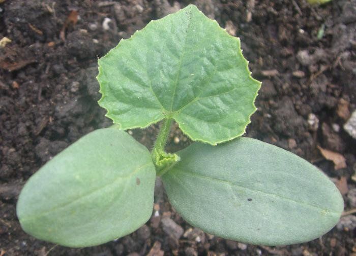 ��� ���������� �������� � ��������� ����� �� �������: ������� ������