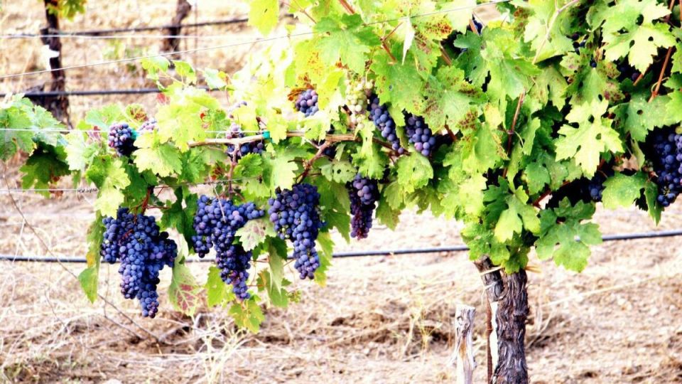 ������ �� ������: ����� �������� ������ ���������?