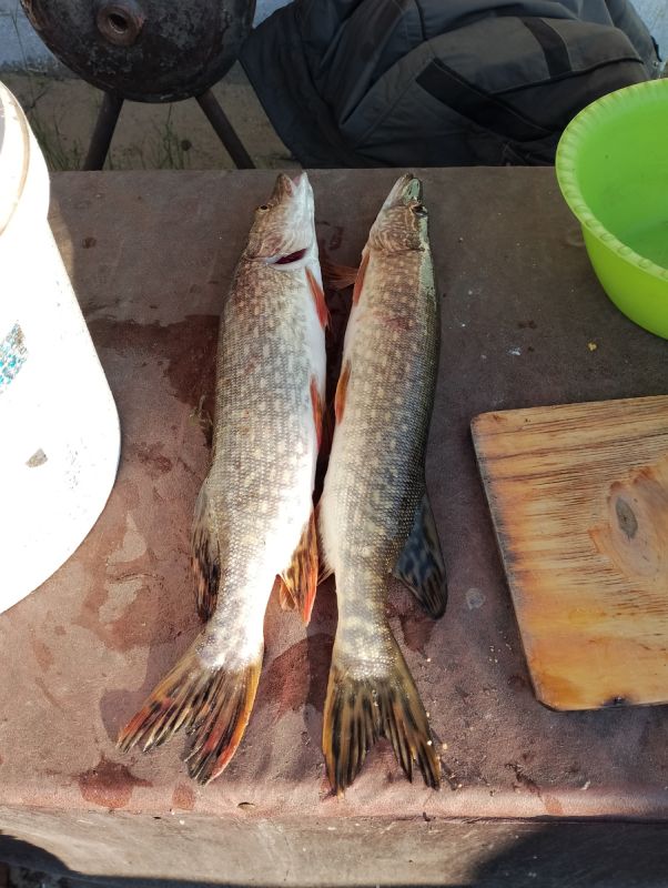 ��� ������� ���������������� ����: ������� �� ������� ���������