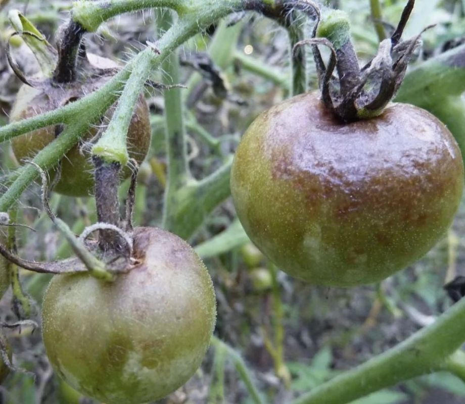 ��� �������� ������ �� ���������: ������ ��� ��������� ������