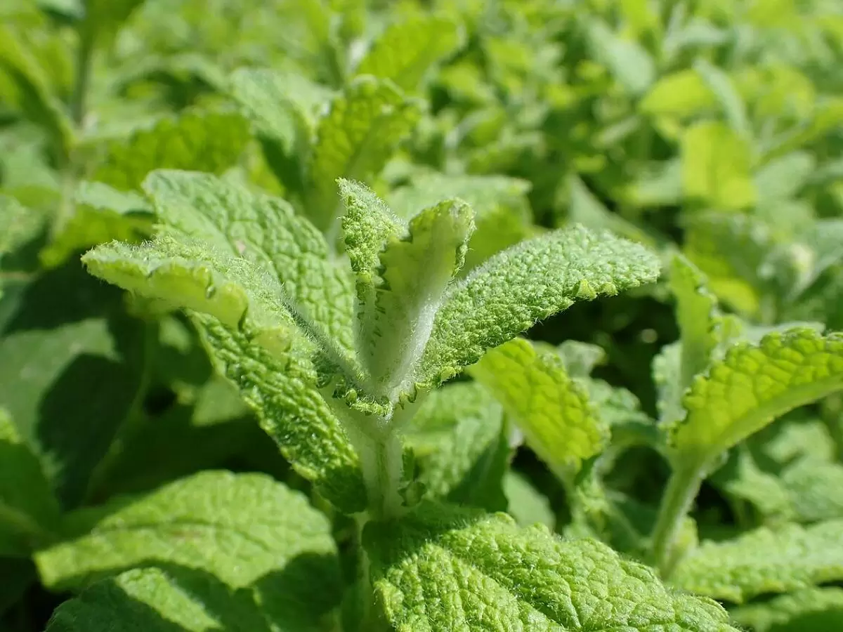 Как вырастить ароматную мяту у себя дома: простые советы для любителей свежести