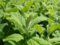 Как вырастить ароматную мяту у себя дома: простые советы для любителей свежести
