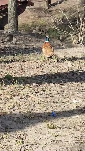 В Вологде заметили необычного пешехода — фазана! Гуляет по улицам, никуда не спешит