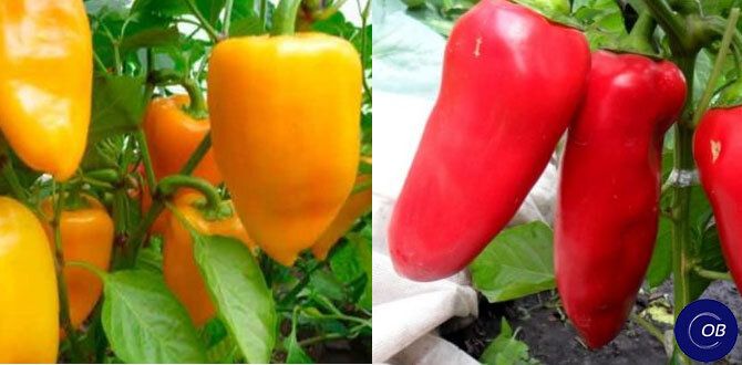 ������������ ��������: ��� ������� ����� �������� �� ������ ������