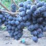 Виноград Мавка: крупные ягоды и идеальный вкус для вашего стола