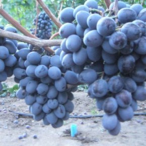 �������� �����: ������� ����� � ��������� ���� ��� ������ �����