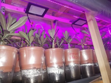 ��������� ����� ��������: ���������������� ������ ��� ���������� �����