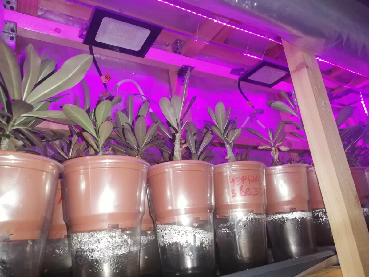 Фитильный полив адениума: профессиональные советы для идеального ухода