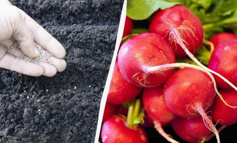 Когда и как сеять редиску на зиму