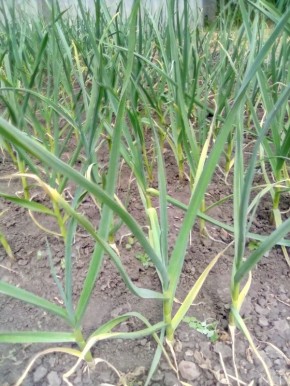 ������ ������ � ������ ������� ������� ��������: ������ ���������