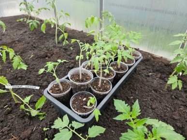 ������� �������� ������� �������: ��� ������������� �������� ��������� ������� ������