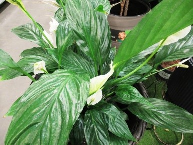 ��� �������� �������� ������������: �������� ������ �� ����� �� ������� ��������