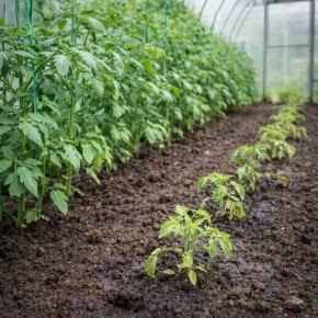 ������ � �������: ������ ���� ����� ������ �������, � ������ �������� � ����