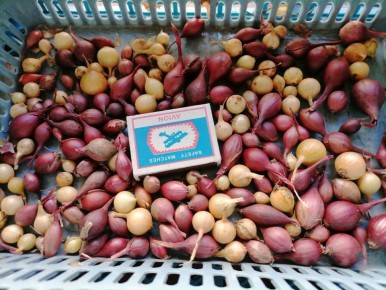 ����������� ������: ����� �������� ������ ���� � ��� ����� ���������