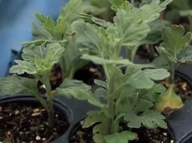 �������� ������������ ���������: ������� ��������� �����������