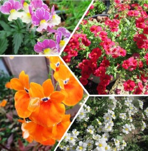 �������: ������� ������ ��� ������ ����