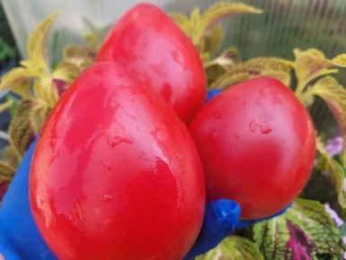 ����� �������� ������: ����������� �������� ��������