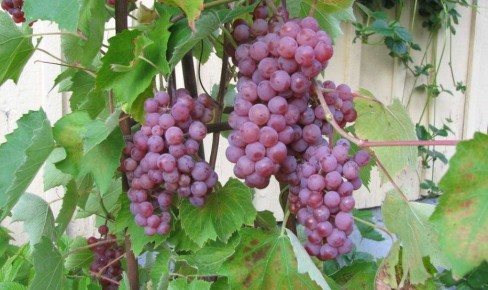 ������� ��������� ��������������: ������ �� ������ ������ � ����� �� ������