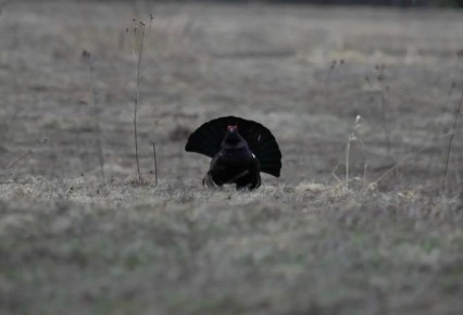 ������ ���� ������� � ������ (������ ������� � ��������) � ���������� ��������������� ��������� �������� �������� � ������������ ������