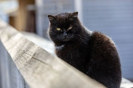 ���� +1� +6�, ���������, ������� ��������� ������ � ���� ����� � ������� �����