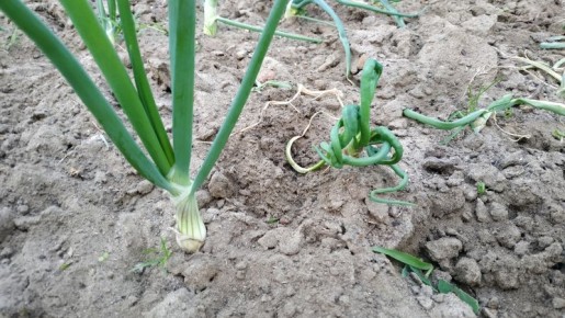 ��� �������� ������ ���� �� ��������� �����: ������ �� ������ �� ��������� ���������