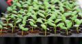 ���� ��������� �������, ������� ������� ���� ������� ����������