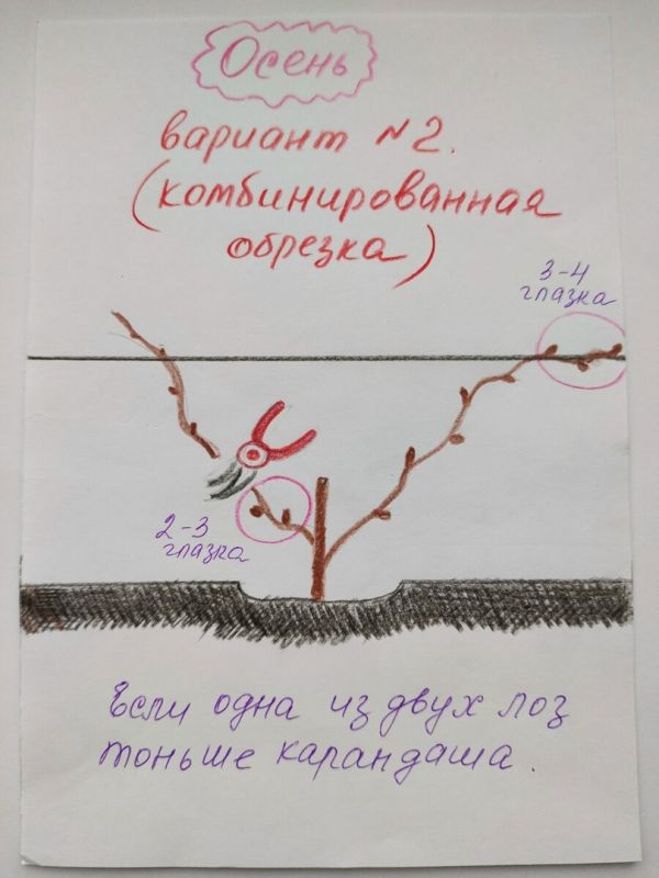 Успехи и сложности в виноградарстве: от начальных этапов до проблем с урожаем