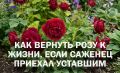��� ������ ���� ������� �����: ��������� ����������� �� ����������