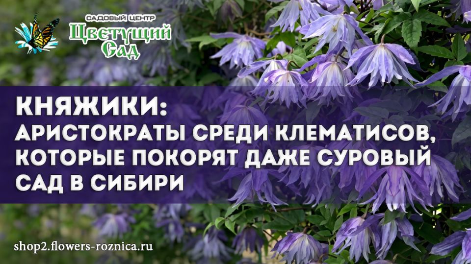 Княжики: необычные клематисы, способные преобразить даже сложный сад в Сибири