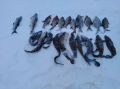 В Вытегорском округе выявлены факты браконьерства